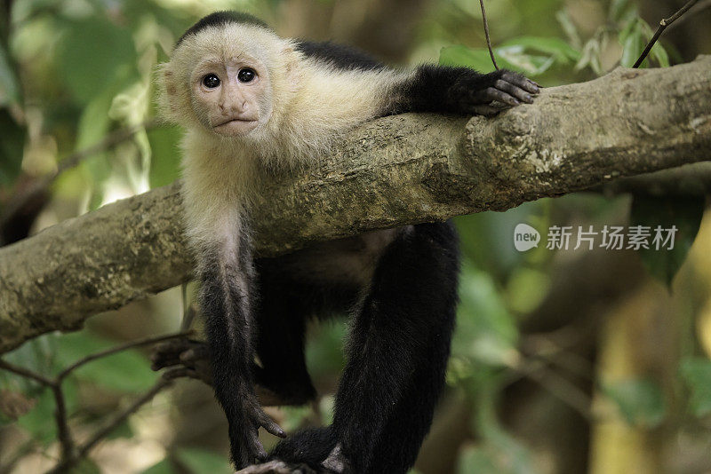 搞笑的白脸卷尾猴/白头卷尾猴(Cebus模仿者)在一个分支上，位于哥斯达黎加奥萨半岛科尔科瓦多国家公园附近的Sierpe河上